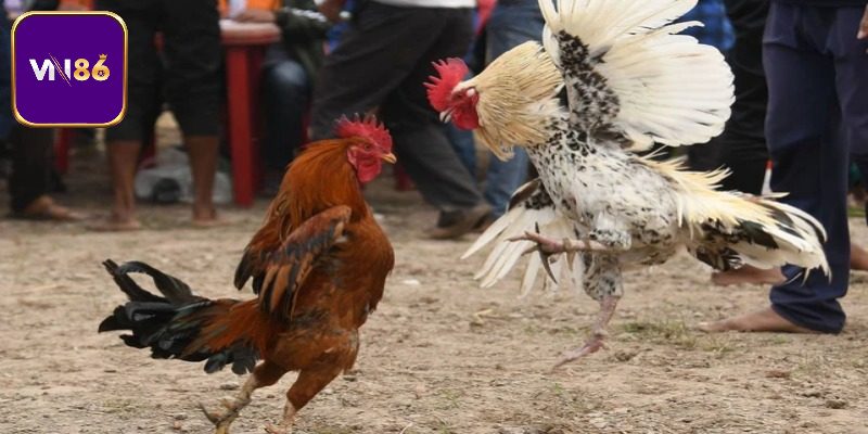 Bí kíp giúp bạn thắng lớn khi cá cược tại trường gà chọi Long An