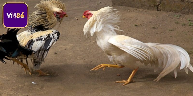 Bí quyết nuôi gà phát triển nhanh nhờ vào việc tuyển chọn giống gà