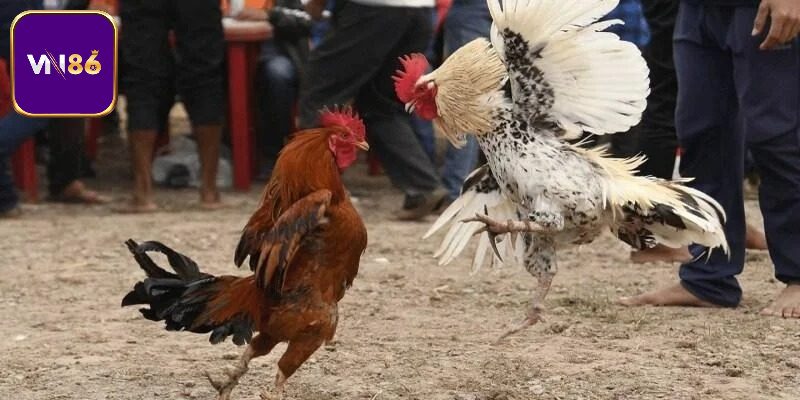 Các dạng đá gà trực tiếp đang được quan tâm nhiều nhất