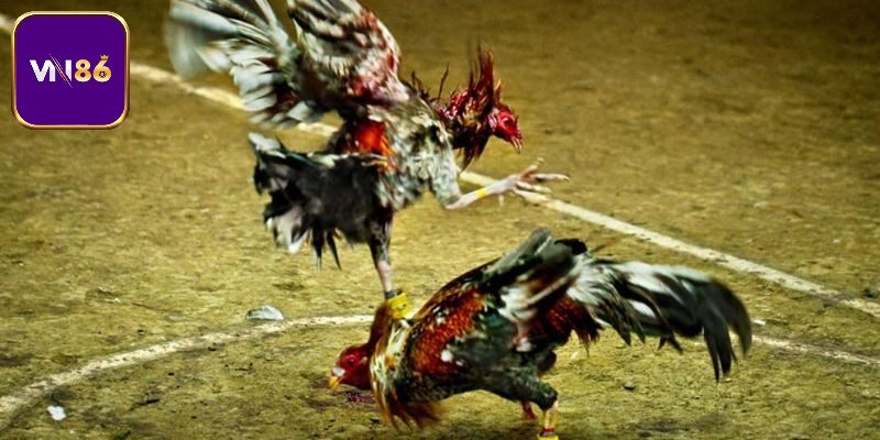 Đá Gà Trực Tiếp Cuộc So Tài Đỉnh Cao Giữa Những Chiến Kê