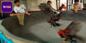 Gà Chọi Thái Lan Khám Phá Chiến Kê Lừng Danh Đấu Trường