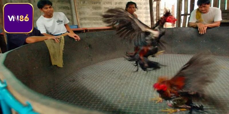 Gà Chọi Thái Lan Khám Phá Chiến Kê Lừng Danh Đấu Trường