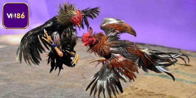 Khái quát sơ lược về trường gà Long An