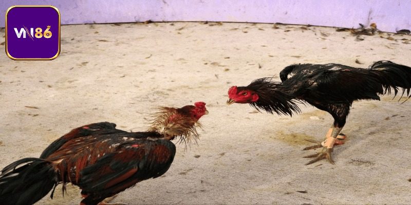 Khám phá đỉnh cao trường gà Long An qua nền tảng Vn86.