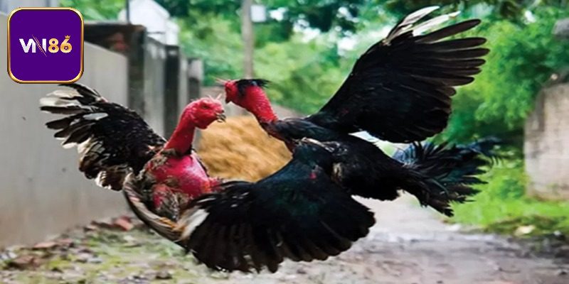 Một số tips cách nuôi gà nhanh lớn cho hội viên