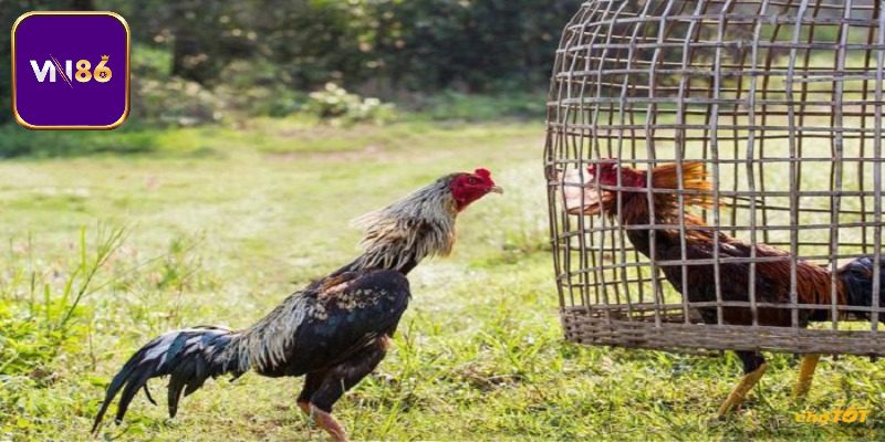 Nhận diện vẻ ngoài ấn tượng của gà Thái Lan