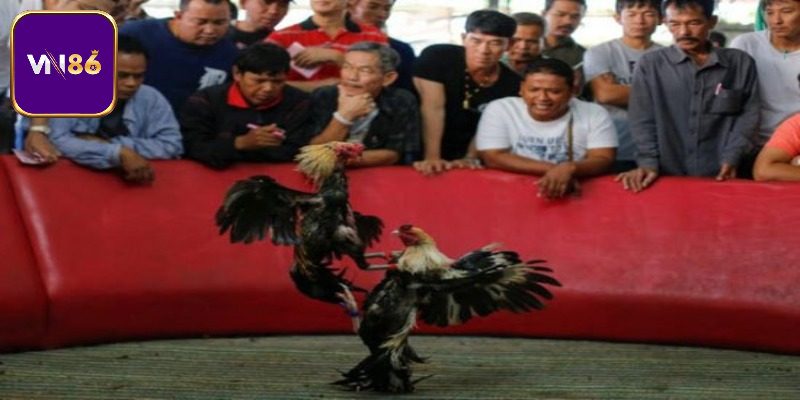 Những loại gà chọi Thái Lan được yêu thích hàng đầu