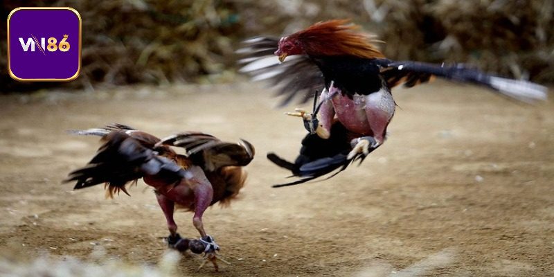 Tại sao ngày càng nhiều hội viên yêu thích đá gà trực tiếp