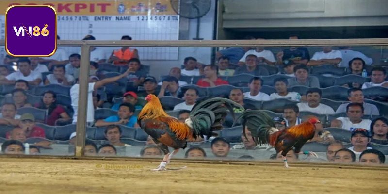 Tổng quan đôi nét về đá gà trực tiếp hấp dẫn