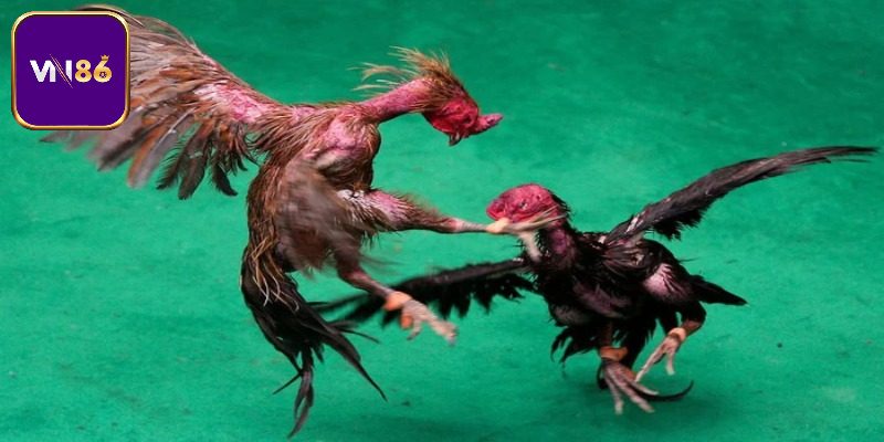 Tổng quan sơ lược về gà chọi Thái lan