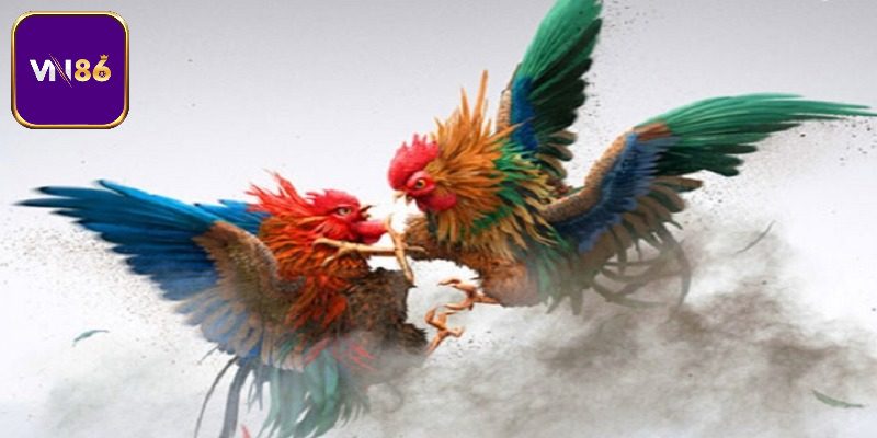 Trường Gà Long An Điểm Đến Của Những Người Yêu Thích Đá Gà