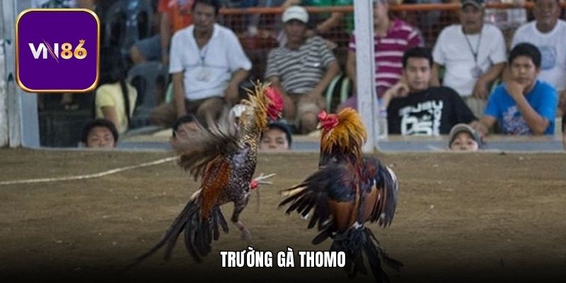 Trường Gà Thomo - Hé Lộ Thông Tin Về Đấu Trường Đẳng Cấp