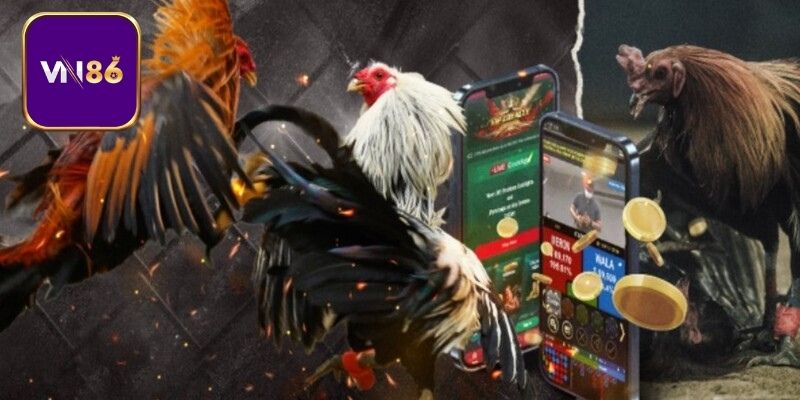 Xem live trận đấu tại trường gà Thomo trên Vn86